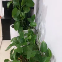 گل طبیعی پتوس۳۵۰هزار