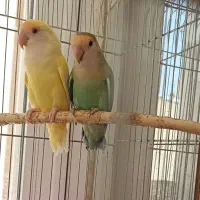 طوطی نروماده برزیلی سرحال