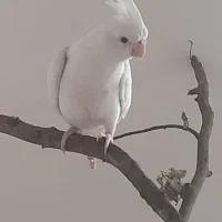 عروس هلندی سفید گم شده