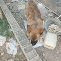 سگ ژرمن|سگ|مبارکه, |دیوار