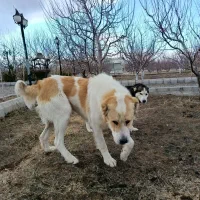 فروش یک قلاده سگ