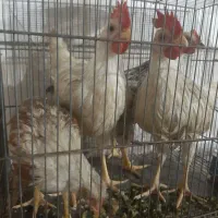 دو عدد مرغ و دو عدد خروس