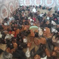 فروش جوجه محلی