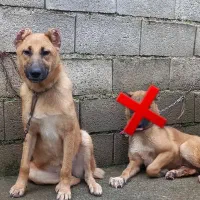 سرابی توله اصیل زیرقیمت معاوضه و فروش فوری|سگ|آمل, |دیوار