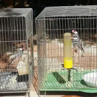 جفت فنچ مصری بلبلی مولد با قفس