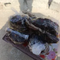 خرمای کبکاب