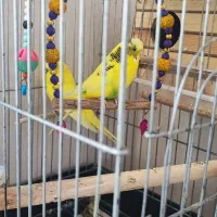 مرغ عشق انگلیسی یک جفت و یک ماده|پرنده|هشتگرد, فاز ۳ مهستان|دیوار