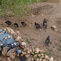 چهار عدد بوقلمون کرچ با بیستوشیش عدد تخم