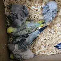 مرغ عشق جوجه