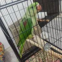 شاه طوطی 3ماهه گرینچیک راهب لوری|پرنده|قم, قم نو|دیوار