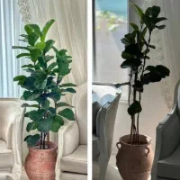 قرص کود ارگانیک|گل و گیاه طبیعی|مرودشت, ابوذر شمالی‎|دیوار