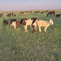 حیوانات مزرعه|حیوانات مزرعه|شراء, |دیوار