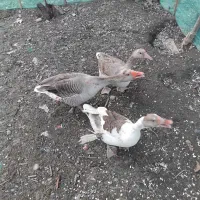 غاز|حیوانات مزرعه|شفت, |دیوار