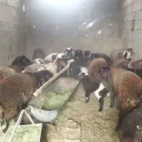 گوسفند|حیوانات مزرعه|حبیب آباد, |دیوار