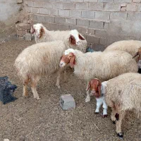 کوسفند مصرع شرطی
