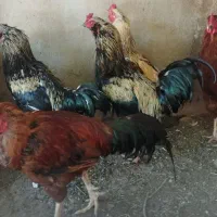 خروس|حیوانات مزرعه|نیشابور, خیام|دیوار