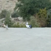 کبوتر دم چتری|پرنده|باغ ملک, |دیوار