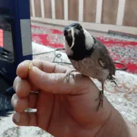 فروش قناری دستی،درامیدیه