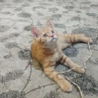 واگذاری دوعدد گربه نر و ماده.|گربه|پاکدشت, شهرک امام رضا|دیوار