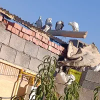 سبز کلاغ نر|پرنده|راین, |دیوار