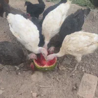 بوقلمون محلی گوشتی بیوتی روستا ها گلزار