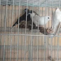 بنگالی پرستار