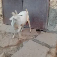 بزثانا