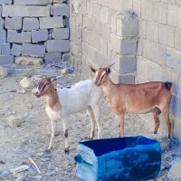 بز دوقلوزا|حیوانات مزرعه|چابهار, |دیوار