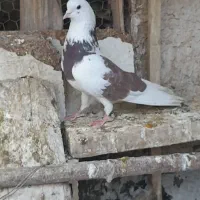 کبوتر گرفتنی ابلغ تیکه پاره. پیس معاوضه با پلاکی
