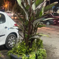 گل و گلدان|گل و گیاه طبیعی|شیراز, نصر|دیوار