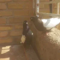 نرماده سینه سیاه سینه قهویی درجه یک