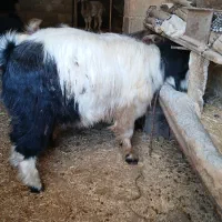 ۲بزآبستن +بزغاله های سالم و چاق+بز نر جوان وچاق|حیوانات مزرعه|دالاهو, |دیوار