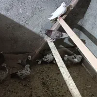 کفتر یا کبوتر|پرنده|مشکیندشت, |دیوار