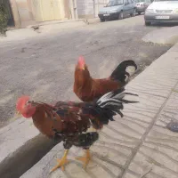 خروس گلین|حیوانات مزرعه|نظرآباد, نظرآباد|دیوار