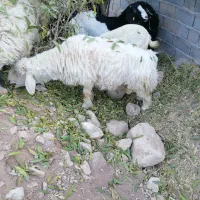 فروش بره وچپش سانن طزرجان|حیوانات مزرعه|تفت, |دیوار