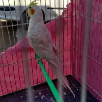 عروس هلندی نر|پرنده|مشهد, شهید قربانی|دیوار