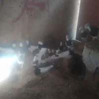 کبوترطوقی|پرنده|الوند, |دیوار