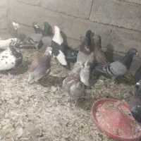 کفتر|پرنده|نرماشیر, |دیوار