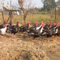 حراج بزرگ بقلمون