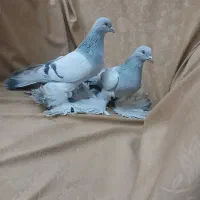 کفتر|پرنده|تبریز, |دیوار