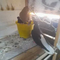 اشعل دمسفید سیاه دمسفید