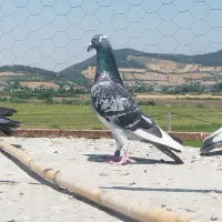 کبوتر مسافتی