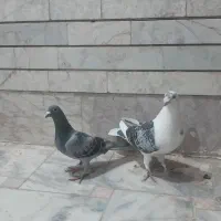 کفتر
