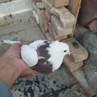 کفترطوقی سرخ کاکلی