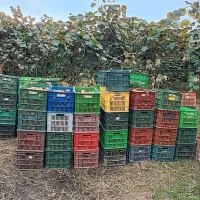 باغ کیوی|فروش زمین و ملک کلنگی|حویق, |دیوار