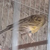 قناری|پرنده|کرمان, |دیوار