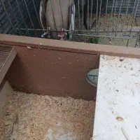 عروس مولد سر تخم توضیحات بخونید