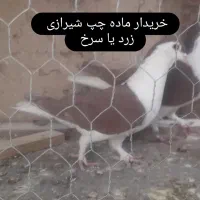 ماده شیرازی چپ سیاه چپ گلی