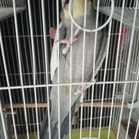 عروس هلندی نر بالغ|پرنده|پاکدشت, پاکدشت (مامازند)|دیوار