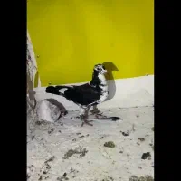 چند عدد کبوتر